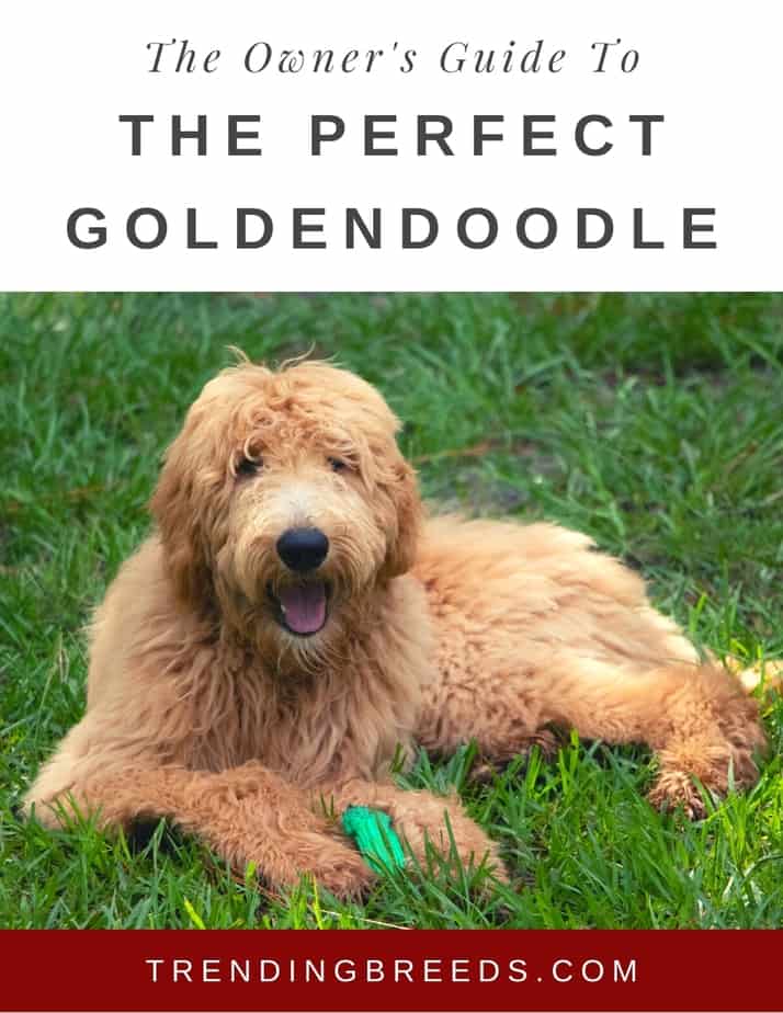 What Are The Pros And Cons Of A Goldendoodle? Good or Bad Dog?
