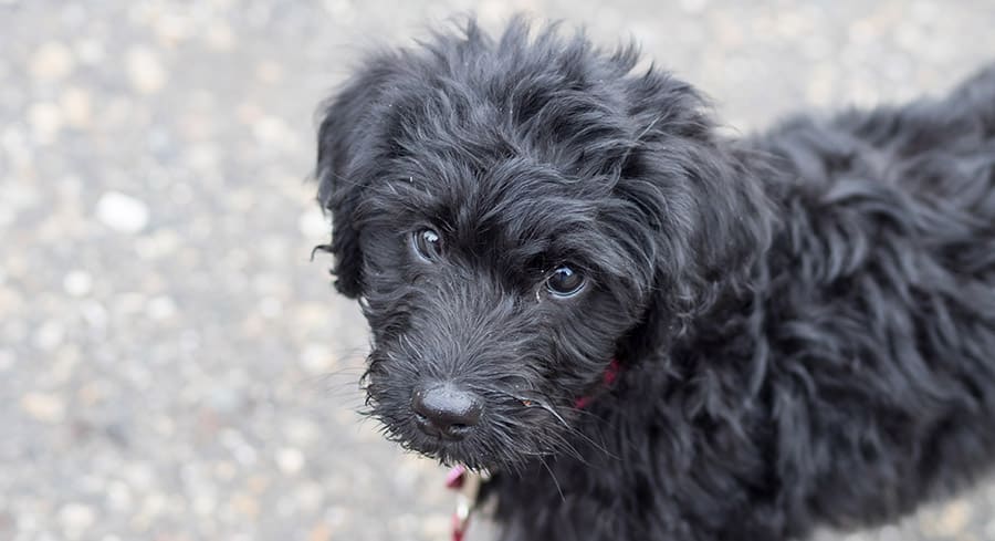 black labradoodle puppies for sale near me