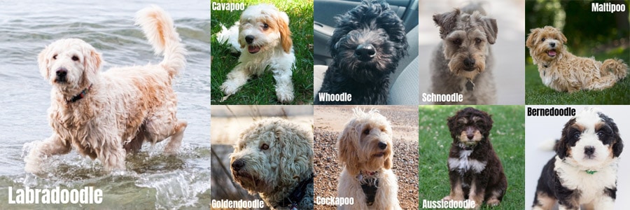different kinds of doodle dogs