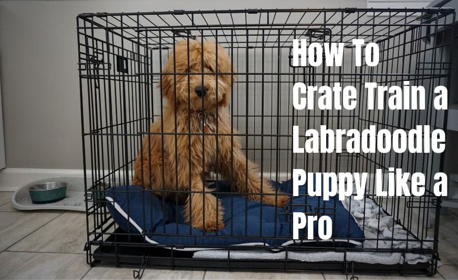 best crate for labradoodle