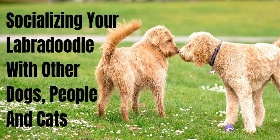 labradoodle becoming aggressive
