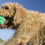 The Labradoodle Exercise Guide