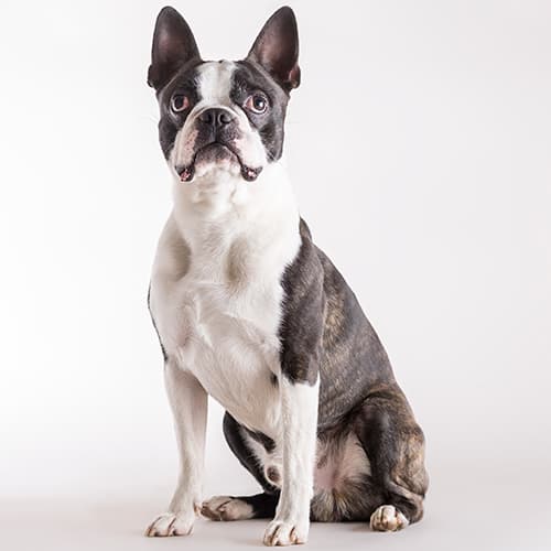 French Bulldog Compared To: Pug, Boston Terrier, Bulldog, Boxer