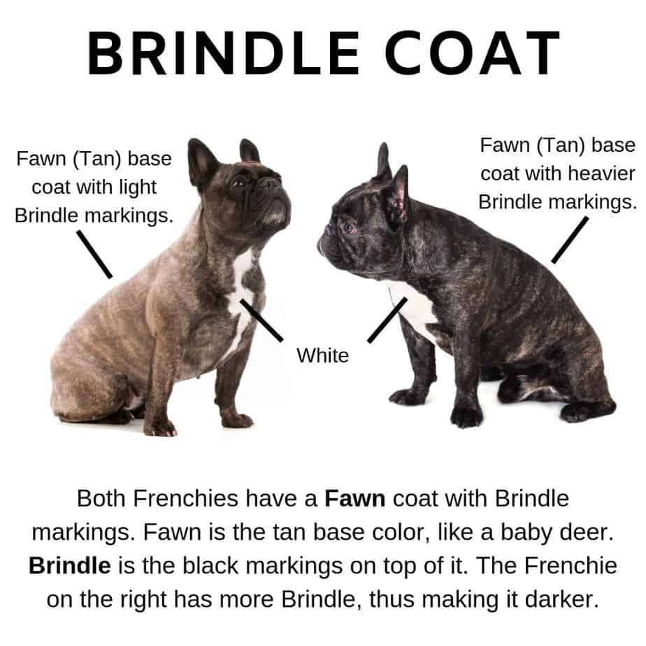 28 Best Photos French Bulldog Coat Color Test - New Dog DNA Test: Cocoa Coat Color | Veterinary Genetics ...