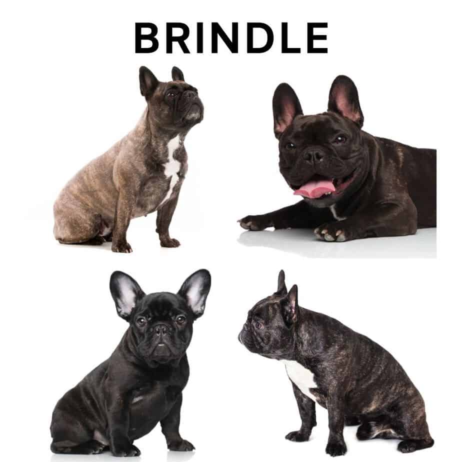 French Bulldog Akc Standard Colors | Colorpaints.co
