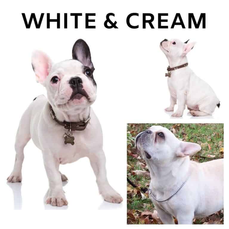 What Colors Do French Bulldogs Come In? (Plus Image Guide)