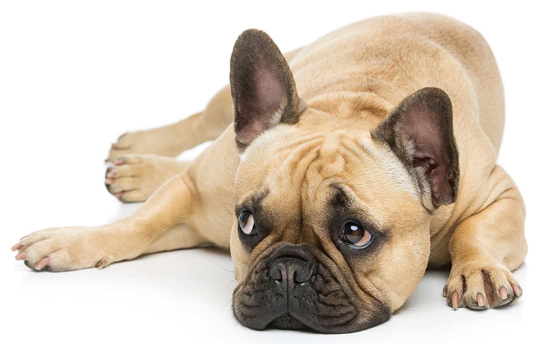 Do French Bulldogs Shed And How To Care For Their Coat