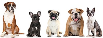 french bulldog pug boston terrier mix