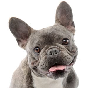 french bulldog pug boston terrier mix