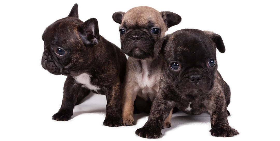 different kinds of french bulldogs