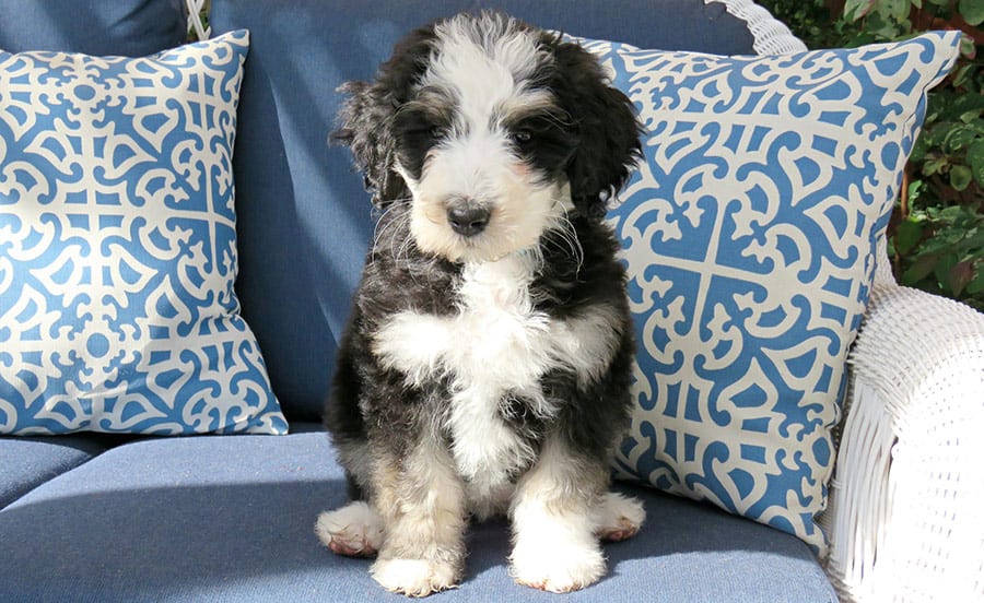 How Much Does A Bernedoodle Puppy Cost 
