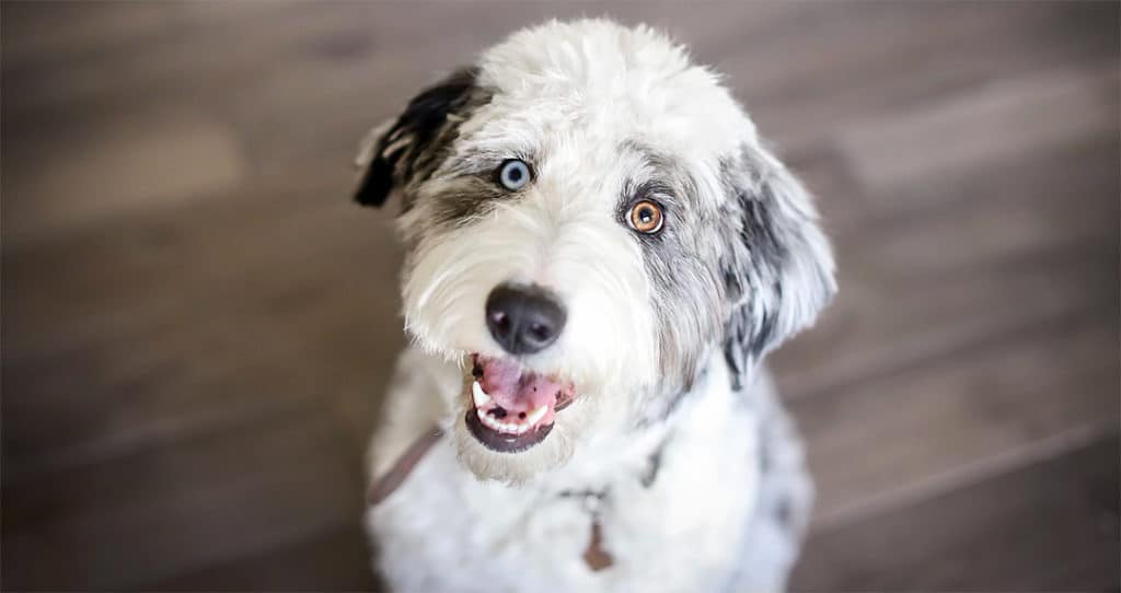 Do Aussiedoodles Shed-large | Trending Breeds