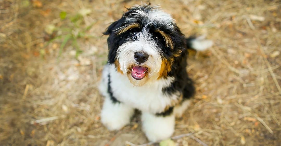 what is a bernedoodle