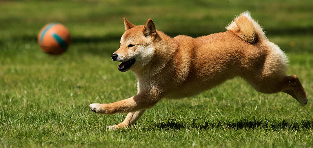 How Much Exercise Does A Shiba Inu 