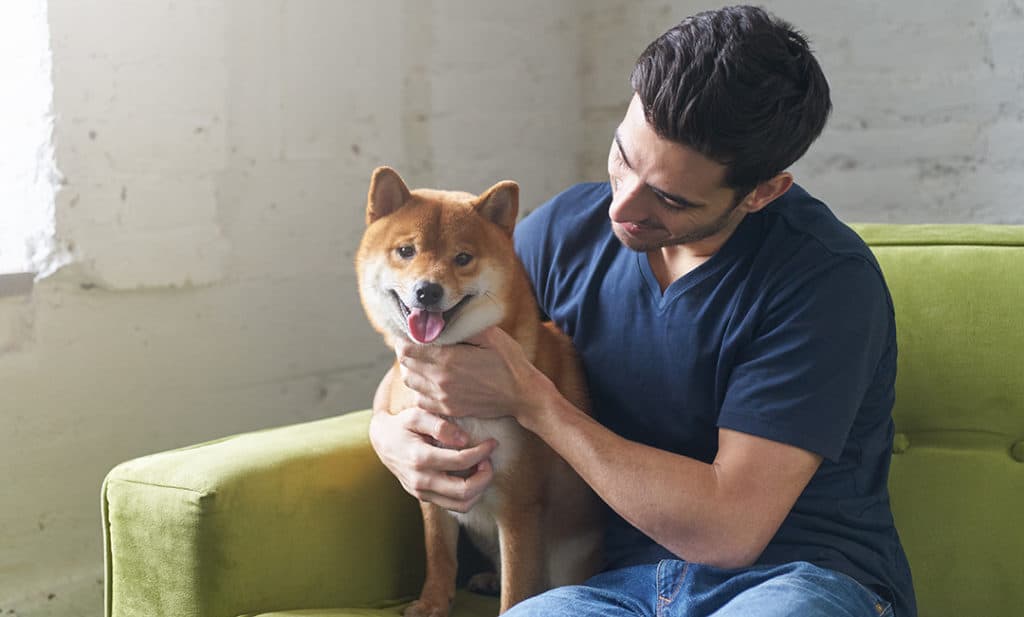 Are Shiba Inus Good Apartment Dogs Large 1024x617 