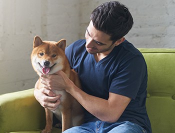 are shiba inus good with small dogs