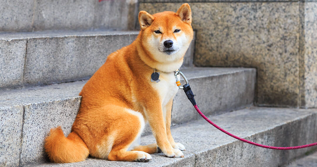 Are Shiba Inus Good For First-Time 