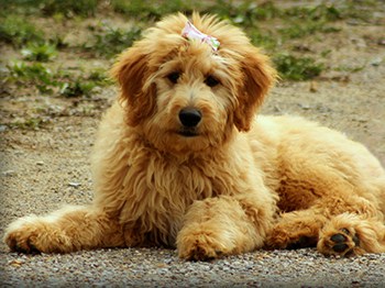 how fast does goldendoodle puppy hair grow
