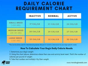 Canine Daily Calorie Requirements