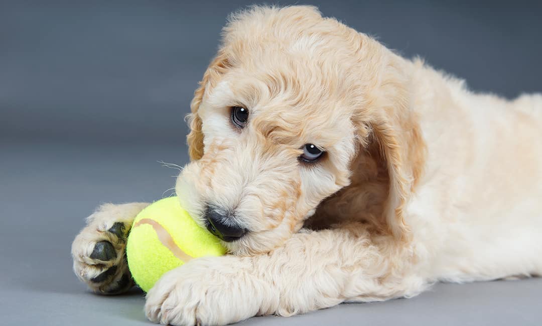 Sunshine Acres Goldendoodles - An experienced Goldendoodle breeder of Goldendoodle  Puppies for Sale