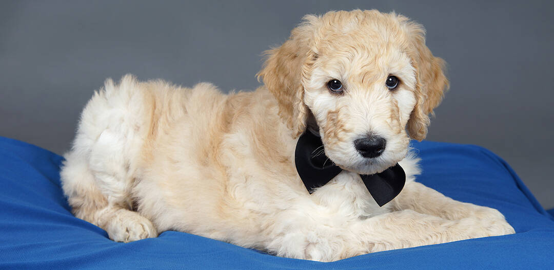 most expensive goldendoodle