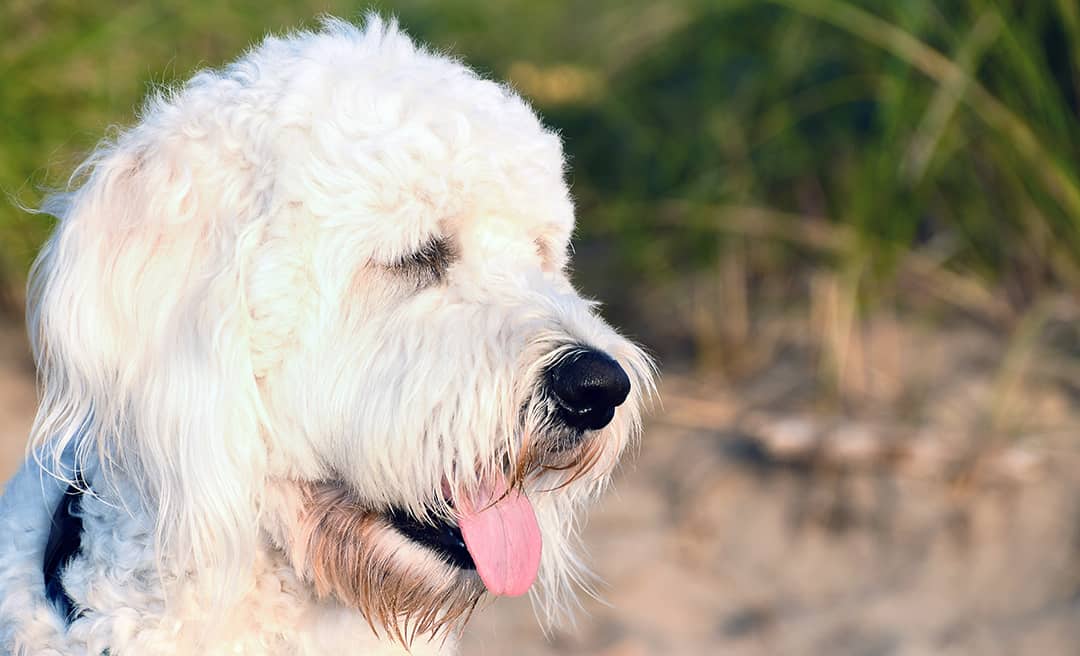 is goldendoodle a recognized breed