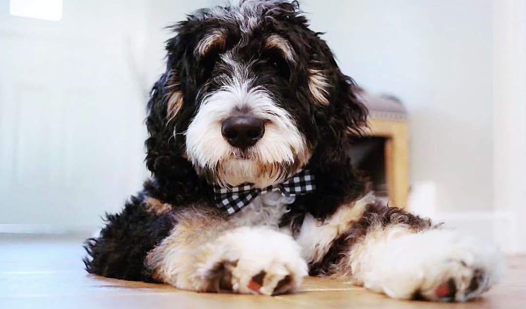 what is a bernedoodle