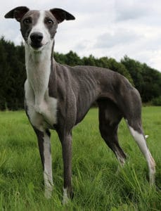 Whippet Dog Breed