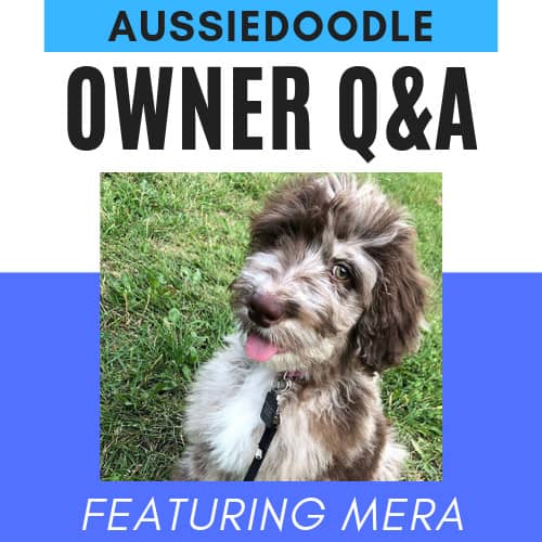 Do Aussiedoodle Have Health Issues? What's Their Lifespan?