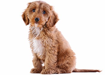 Can Cockapoo Puppies Be Left Alone How Soon How Long