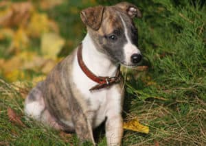 whippet puppies breeders