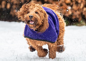 cockapoo puppy to adult