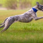 Whippet Breed Overview