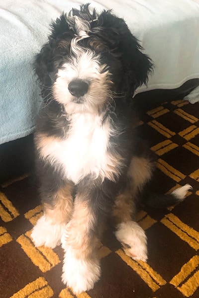 Bernedoodle Owner Interview - Benny Standard F1 Bernedoodle 