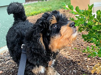 Bernedoodle Owner Interview Meet Duc Mini F1 Bernedoodle