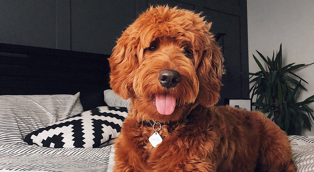 Featuring Fitz the Red F1 Goldendoodle