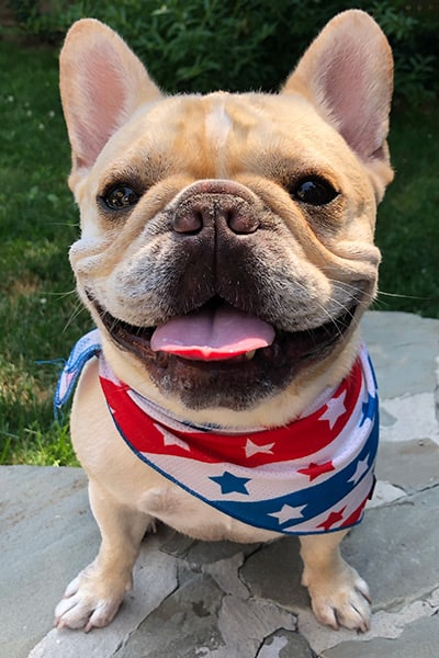 French Bulldog Owner Interview: Meet Jackson the Fawn Frenchie
