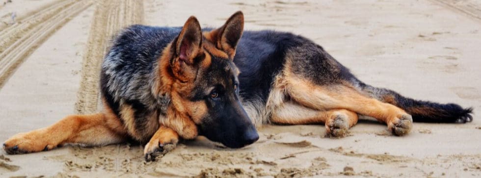 [Top 5 Reviewed] Best Dog Bed for German Shepherds