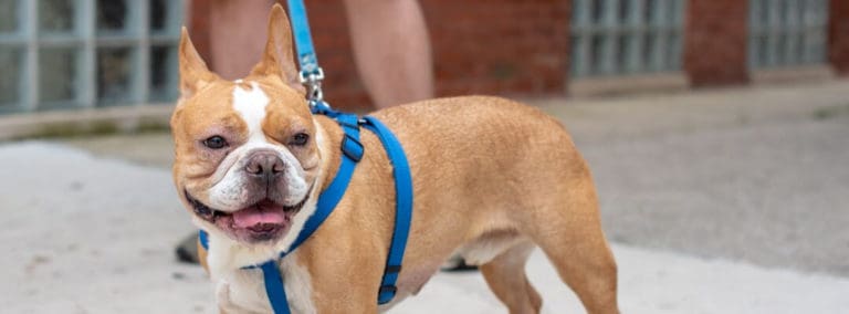 Best Harnesses for French Bulldogs - Comfortable & Safe