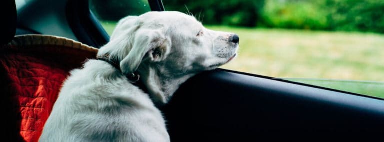 how to get dog hair out of car