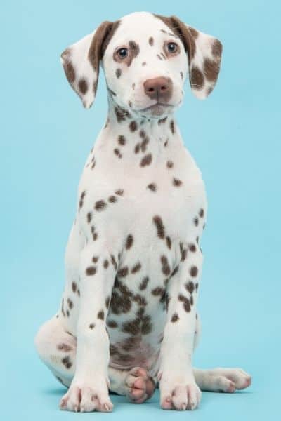 15 Spotted Dog Breeds See How Many You Recognize