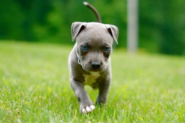 cute puppies with blue eyes