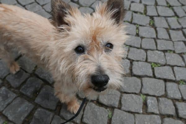 do cairn terriers shed
