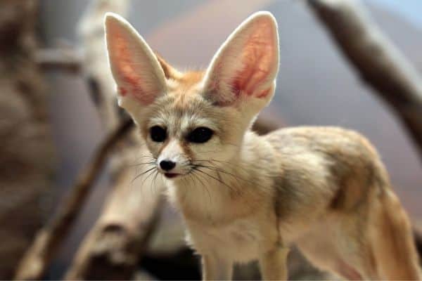 the fennec fox pet