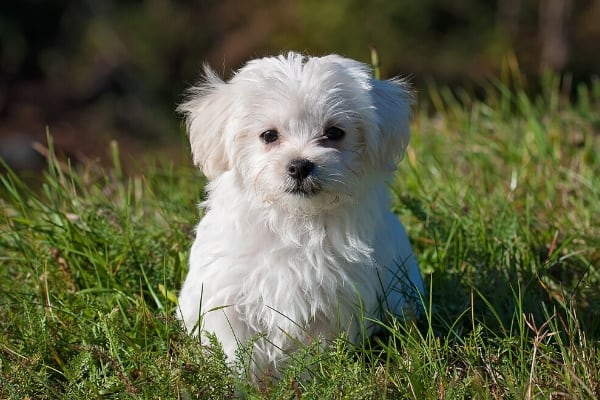 buy maltese puppy near me