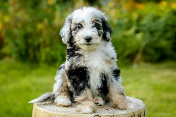 awesome aussiedoodle