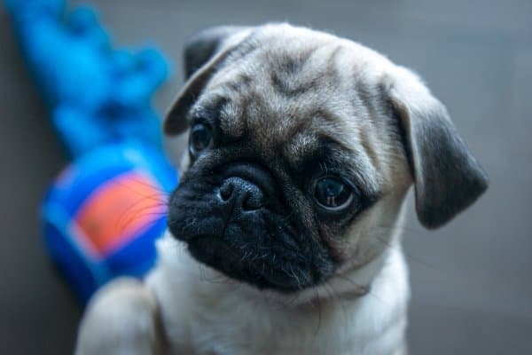 cost of a pug dog