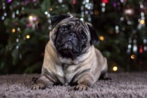 where do variable in pug template come from