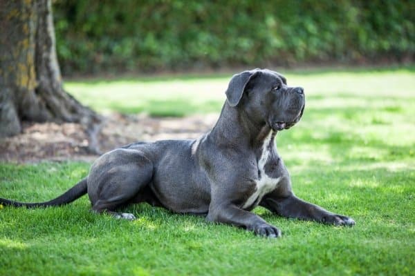 is the cane corso a good family dog