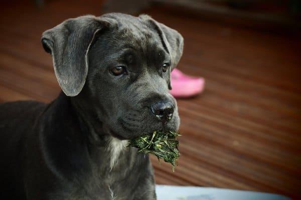 Is Your Cane Corso Too Skinny? Find Out 